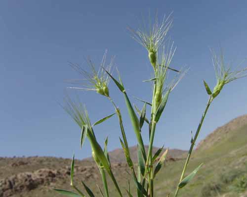 گندم نیای چترکی